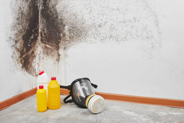 Best Local Mold Removal Service  in Centreville, AL