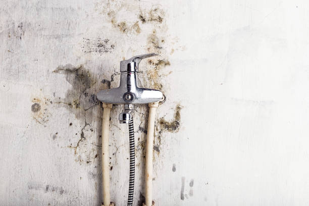 Best Professional Mold Removal  in Centreville, AL