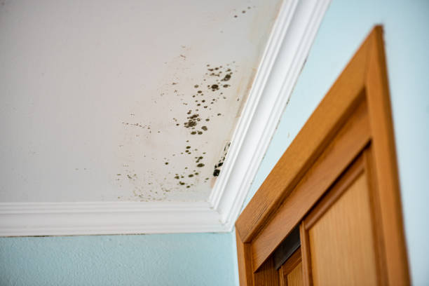 Best Mold Remediation  in Centreville, AL