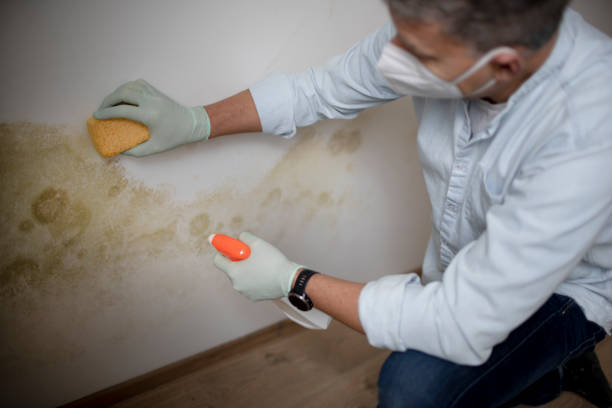 Best Crawl Space Mold Removal  in Centreville, AL