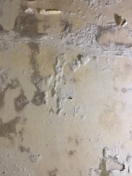 Best Certified Mold Removal  in Centreville, AL