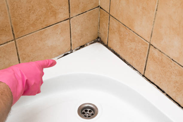 Best Black Mold Removal  in Centreville, AL