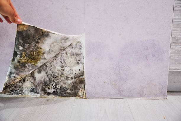 Best Home Mold Removal  in Centreville, AL